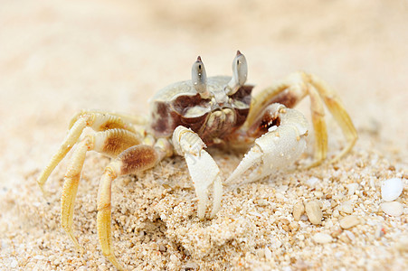 沙滩上的螃蟹贝类热带甲壳假期荒野海滩野生动物旅行游客动物图片