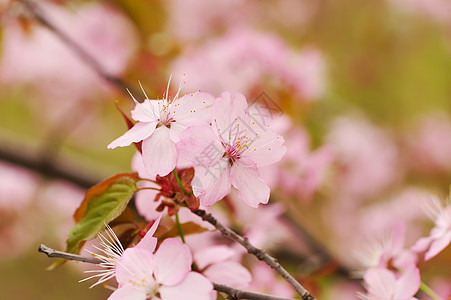 春樱生长文化植物白色花瓣粉色植物学图片