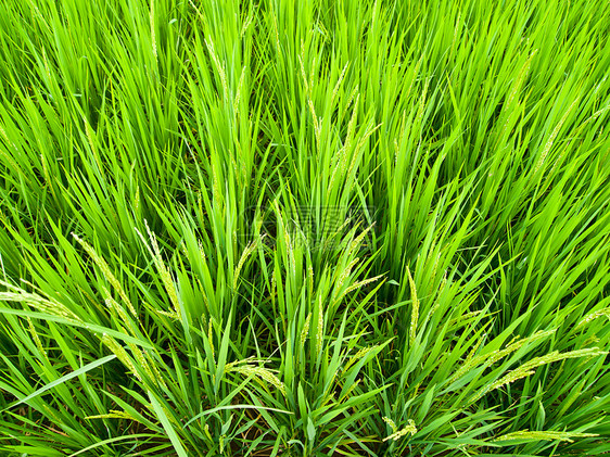 绿稻田4图片