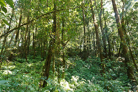 热带丛林雨林中的绿树森林农村公园生长木头荒野叶子阳光天堂季节图片