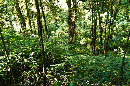 热带丛林雨林中的绿树苔藓季节荒野生长阳光木头农村植物群溪流森林图片