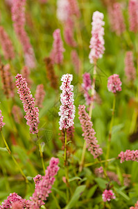 粉白花花绿色车前子团体植物群红色园艺宏观植物粉色图片