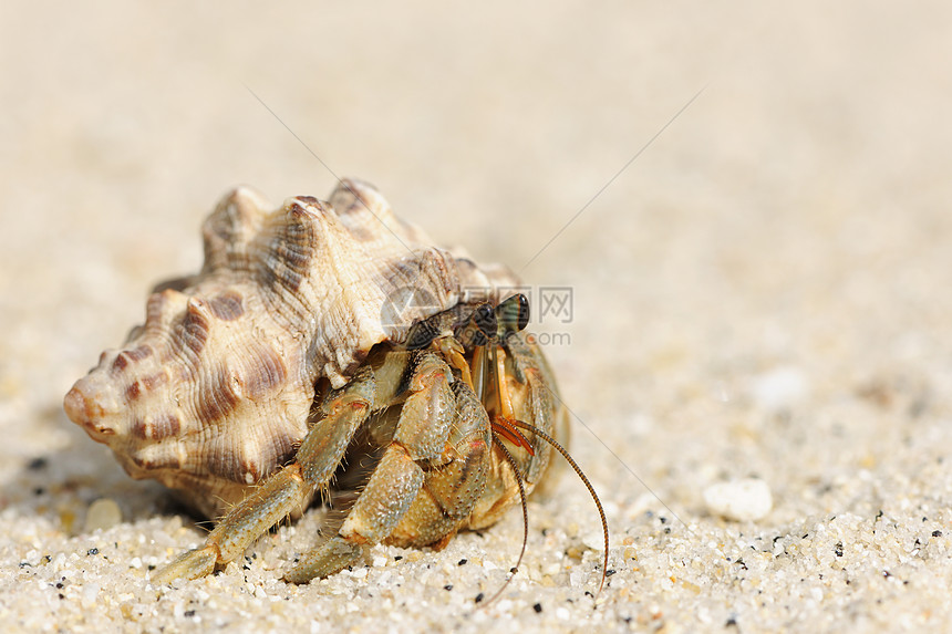 在海滩上 爱尔米特螃蟹甲壳野生动物边缘海洋旅行动物海岸线热带假期荒野图片