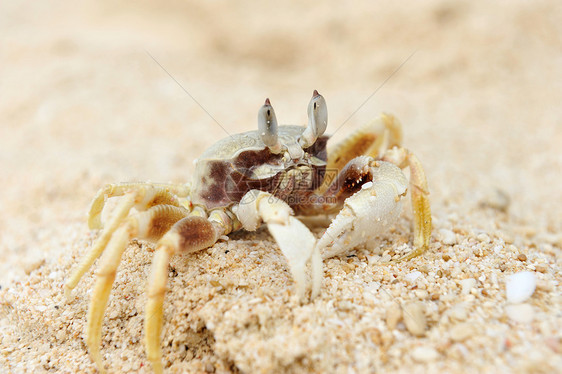 沙滩上的螃蟹贝类野生动物动物热带旅行假期海滩荒野游客甲壳图片