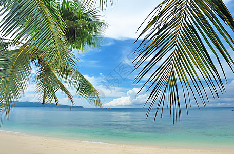 美丽的海滩 有棕榈树天空旅行假期热带海岸线海景地平线蓝色游客海洋图片