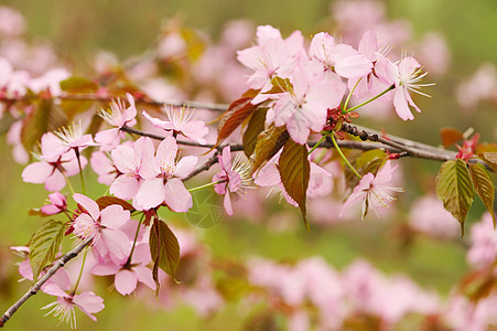 春樱文化植物学白色粉色花瓣植物生长图片