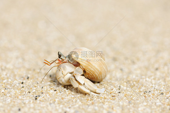 在海滩上 爱尔米特螃蟹天空海岸线热带风景动物野生动物旅行荒野海洋甲壳图片