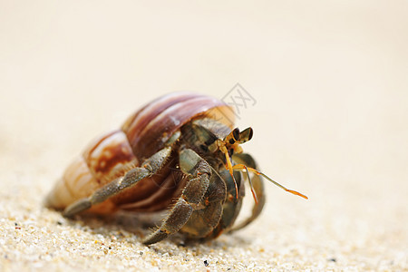 在海滩上 爱尔米特螃蟹天空旅行边缘假期动物海洋野生动物风景贝类荒野图片