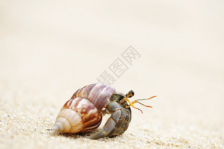 在海滩上 爱尔米特螃蟹甲壳边缘荒野天空动物热带海岸线旅行风景野生动物图片