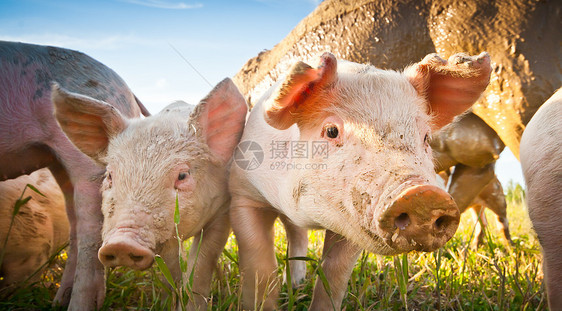 田地上两只小猪图片
