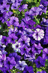Bloom紫花朵图片