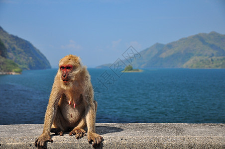 猴子坐在大坝上图片