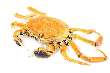 毛螃蟹白色贝类收藏动物居住美食绿色季节性海鲜螃蟹背景图片
