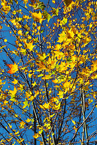 美丽的黄色秋天树叶 秋天的概念图片