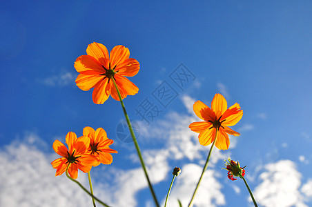 橙色宇宙花朵和蓝天空图片