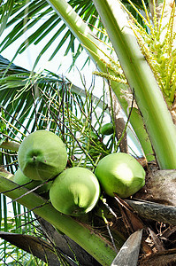 紧贴在棕榈树上挂着的绿椰子群图片