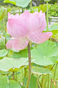 池塘中的粉红水百合花(滴)图片