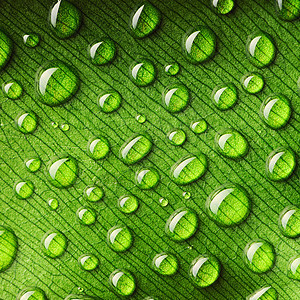 叶子上的水滴生活绿色正方形环境框架植物群雨滴宏观反射植物图片