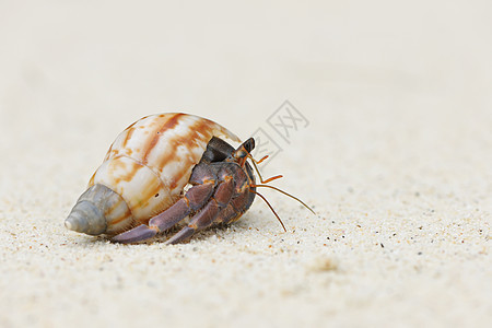 在海滩上 爱尔米特螃蟹贝类海洋热带天空假期甲壳风景荒野旅行海岸线图片