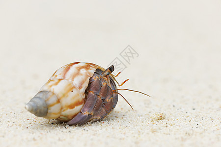 在海滩上 爱尔米特螃蟹边缘假期热带天空动物贝类海岸线野生动物海洋荒野图片