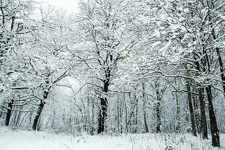 森林中的白雪天气公园季节风景白色森林木头松树图片