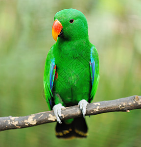 鹦鹉鸟野生动物情调异国动物绿色荒野热带宠物翅膀图片