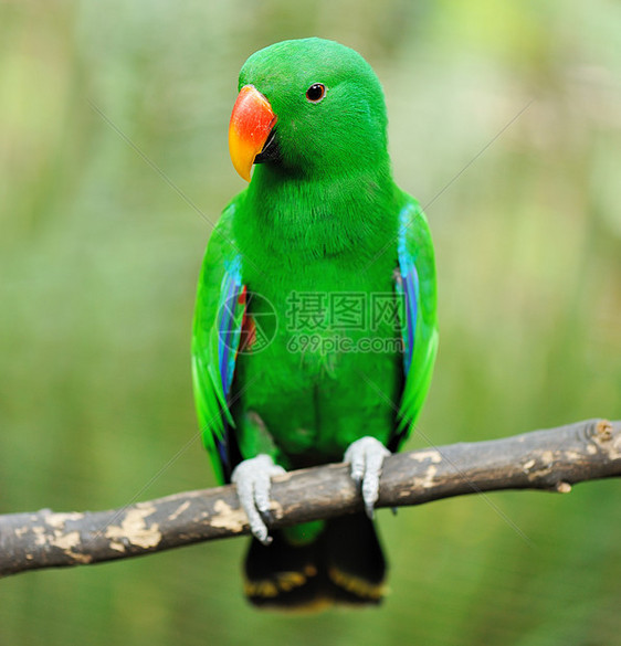 鹦鹉鸟野生动物情调异国动物绿色荒野热带宠物翅膀图片