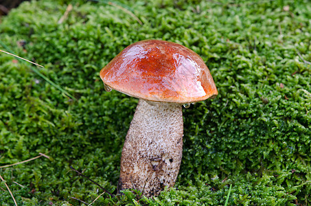 潮湿的红帽子沙子在苔上跟踪蘑菇图片