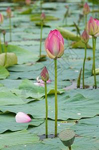 莲花花场景池塘叶子植物学环境花瓣绿色花园季节植物图片