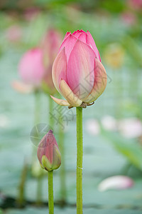 莲花花花瓣环境绿色季节植物学花园粉色植物叶子场景图片