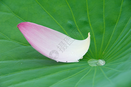 莲花花环境花瓣花园绿色池塘植物粉色植物学叶子季节图片