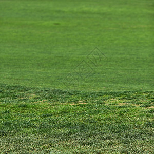 美丽的绿色绿草质植物墙纸环境场地院子季节草原运动草地叶子图片