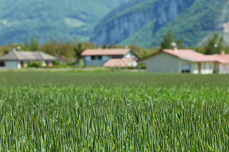 早春小麦田稻草农村小麦太阳场景天空农场植物生长农业图片