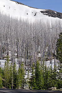 美国怀俄明黄岩国家公园迷宫森林树干野火破坏树木爬坡道图片