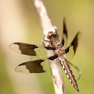 龙植物身体尾巴脆弱性翅膀绿色蜻蜓打猎宏观野生动物图片