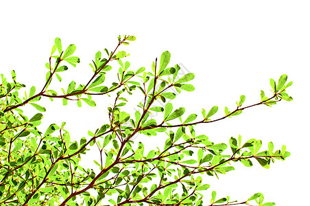 白背景的绿叶角落框架太阳枝条昆虫植物学植物群树木宏观花园图片
