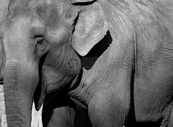 大象动物园荒野动物树干力量皮肤危险耳朵哺乳动物野生动物图片
