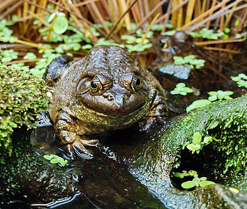 大青蛙在自然环境中的自然环境沼泽动物蟾蜍池塘眼睛摄影森林日志环境公园图片