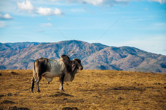 沙漠中的孤牛图片