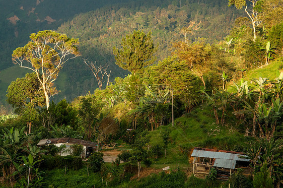 哥伦比亚 哥伦比亚地区国家树木农业乡村芭蕉风景绿色农场丘陵图片