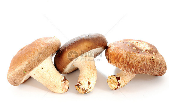 蘑菇木头菌类烹饪蔬菜常委森林季节饮食荒野营养图片