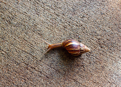 Snail 宏鼻涕虫蜗牛宏观粘液蜗牛壳臭虫图片