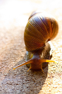 Snail 宏臭虫粘液宏观蜗牛壳蜗牛鼻涕虫图片