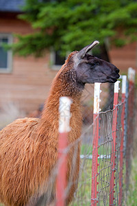 现场Llama垂直绿色羊驼场地红色图像哺乳动物动物棕色黑色图片