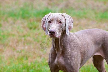 实地的 Weimaraner图片