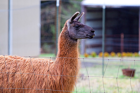 现场Llama水平宠物国家骆驼动物农场羊驼牧场红色毛皮图片