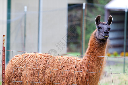 现场Llama绿色宠物国家羊驼骆驼场地水平耳朵哺乳动物牧场图片