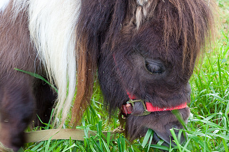微型矮马马匹矮人家畜农场小马哺乳动物水平场地宠物牧场图片