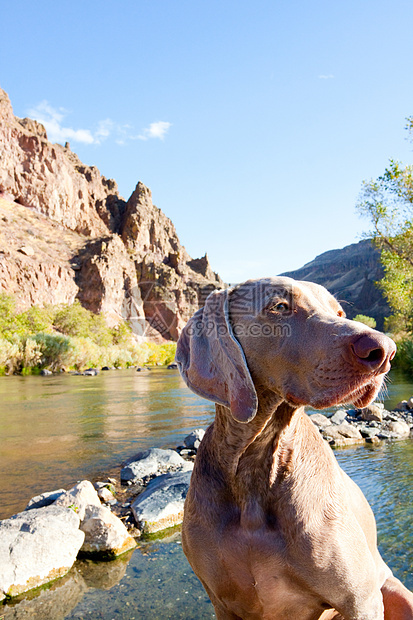 狗和水垂直宠物峡谷猎狗溪流鸟狗悬崖灰色水狗图像图片