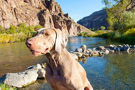 狗和水水平鸟狗悬崖峡谷图像宠物威马灰色岩石猎狗图片
